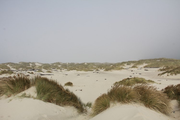 Sand Dunes West of Florence